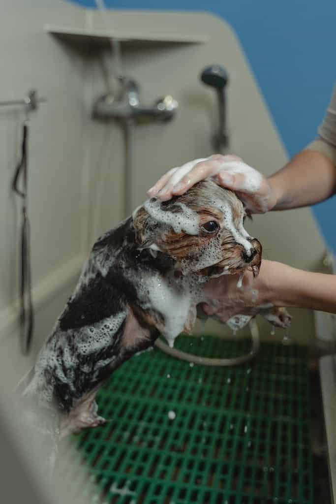 Close-up Photo of Bathing of Dog