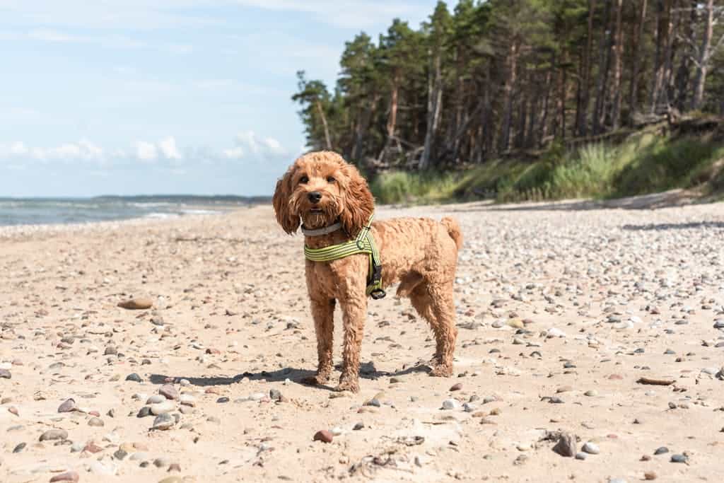 A dog on a beach with a green collar